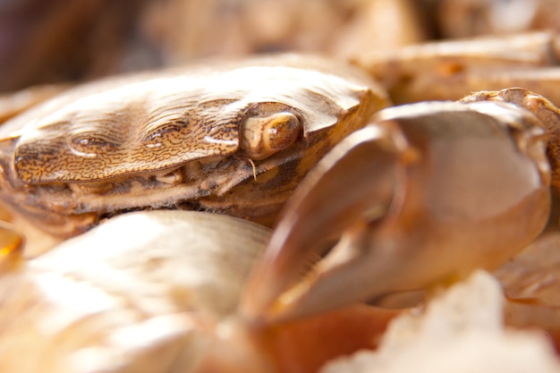 Premium Photo | Sea crab on shell