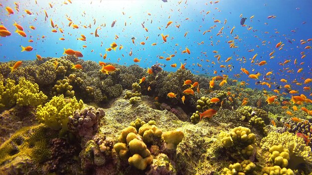 Premium Photo | Sea inhabitants beauty of the seabed