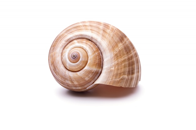 Sea Snail Images Free Vectors Stock Photos Psd