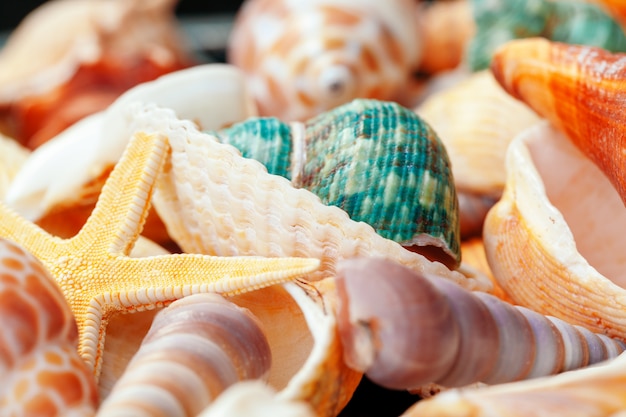 Premium Photo | Sea shells close-up