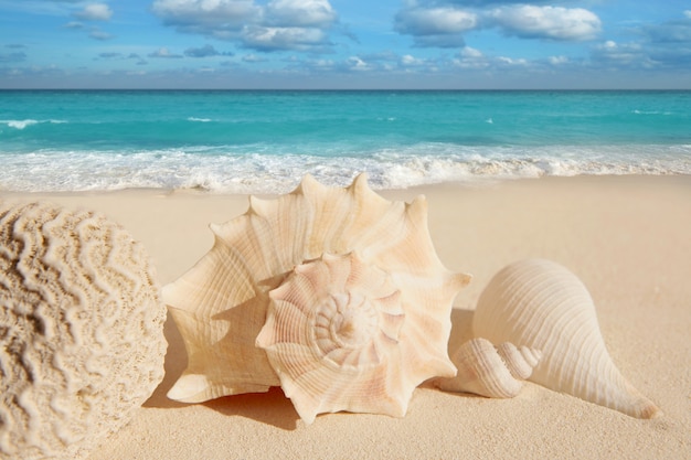 Premium Photo | Sea shells starfish tropical sand turquoise caribbean