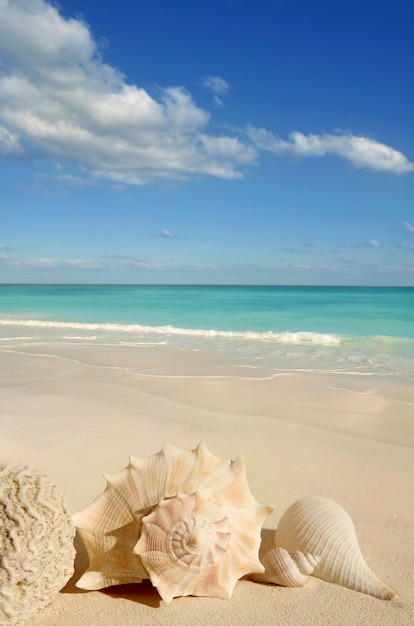 Premium Photo | Sea shells starfish tropical sand turquoise caribbean