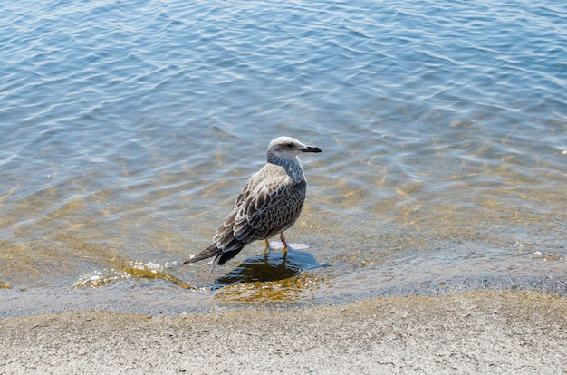 Premium Photo | Seagull on the shore of a hot beach.the hot summer day ...