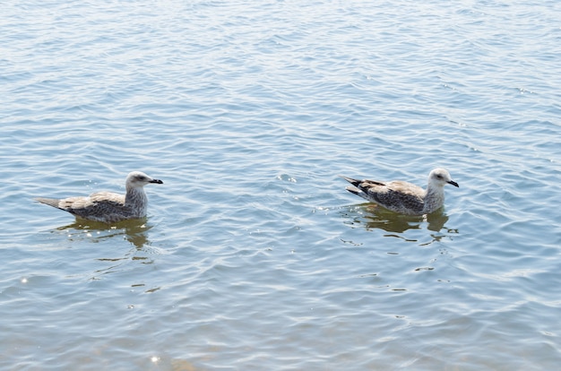 Premium Photo | Seagull on the shore of a hot beach.the hot summer day ...