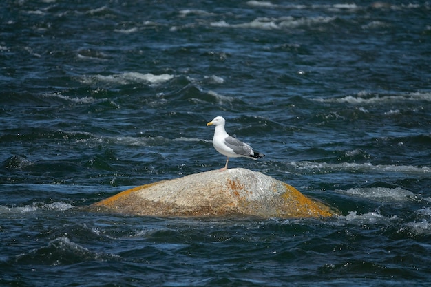 Premium Photo | Seagull Sitting On The Rocky Coastline,