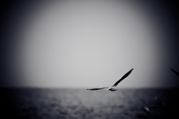 海上で浮上するカモメ フィルムグレイン効果を持つ白黒写真 無料の写真
