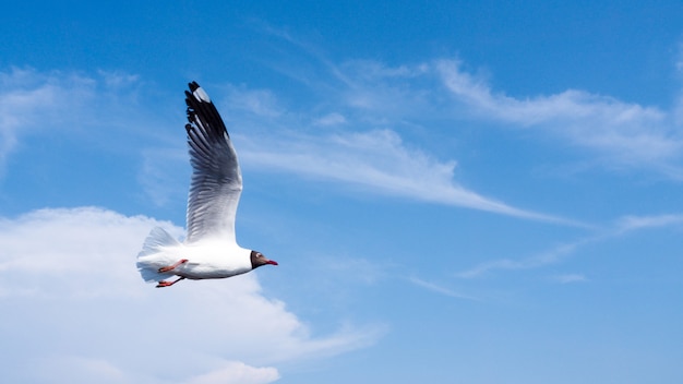 カモメ 鳥 自由と平和の象徴は 広い青い空に飛んでいる翼を広げています プレミアム写真