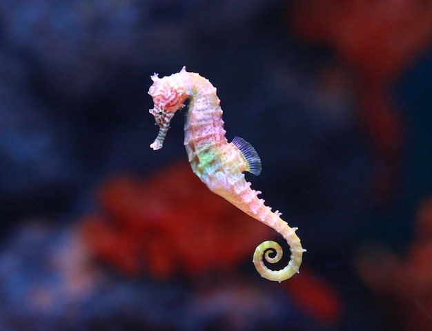 Seahorse hippocampus swimming Premium Photo