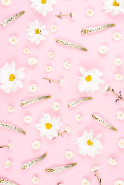 ピンクの背景にシンプルなベロニカと白い花のパターン 無料の写真