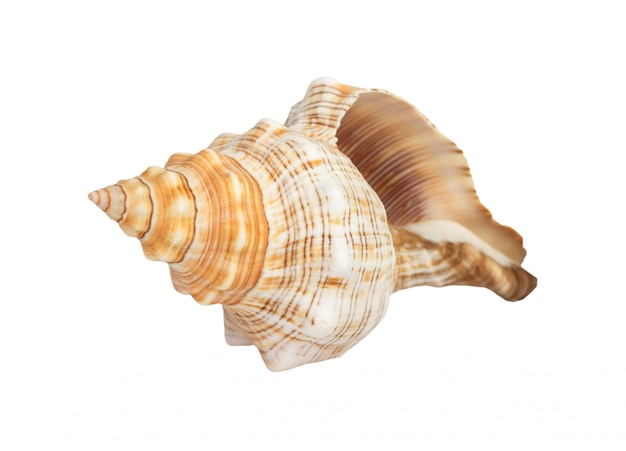 Download Seashell | Premium Photo