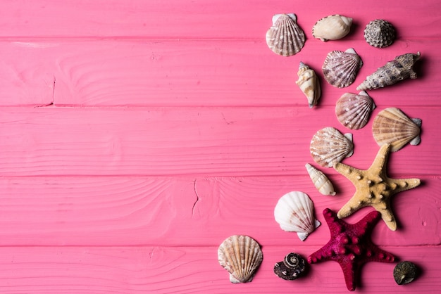 Premium Photo | Seashells on pink wooden background