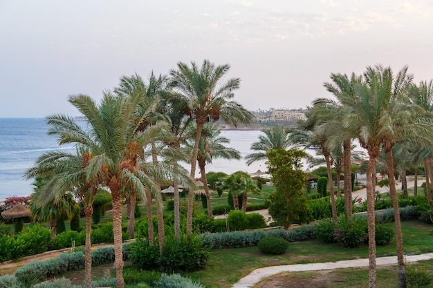 Premium Photo | Seashore with date palms and green plants.