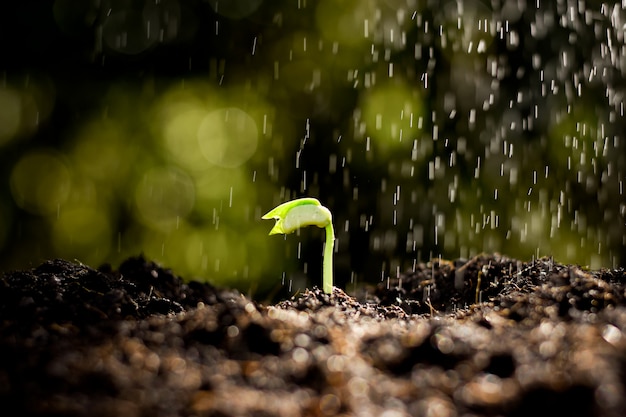 The seedling are growing in the soil, while there was a drizzling of rain. Premium Photo