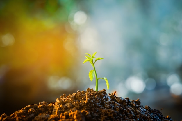 Premium Photo | Seedling are growing in the soil with sunlight.