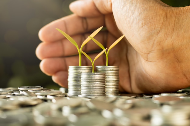 The seedlings are growing on coins. Premium Photo