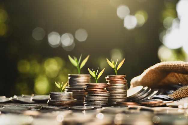 Premium Photo | The seedlings are growing on the coins.