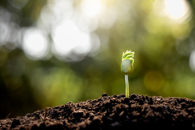 Premium Photo | Seedlings are growing from fertile soil.