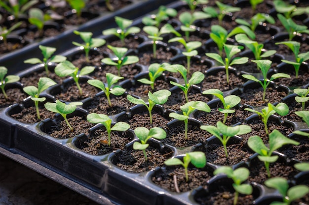 Premium Photo Seedlings Are In The Nursery Tray