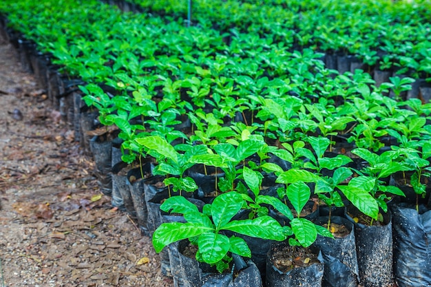 Premium Photo | Seedlings of coffee plants in a nursery