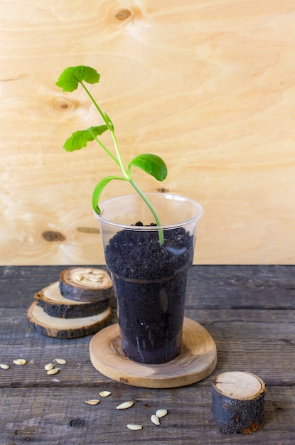 pumpkin seedlings for sale