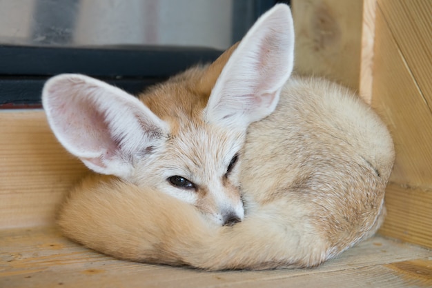 Premium Photo | Selective focus of fennec fox eye with wood background