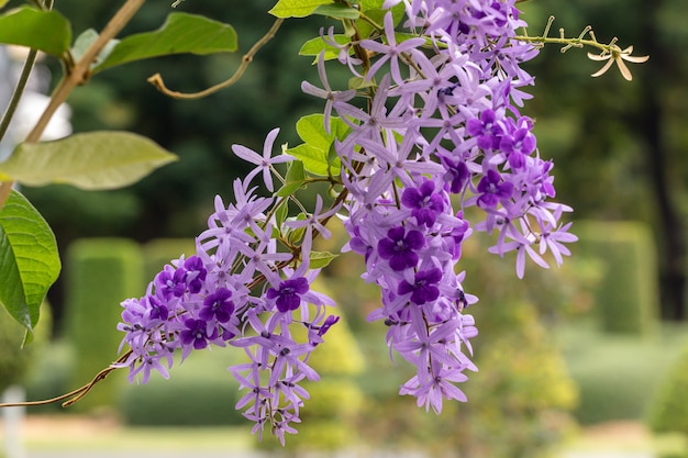 Premium Photo Selective Focus Petrea Volubilis Flower In A Garden