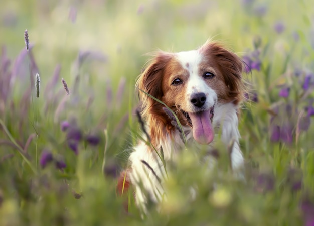 Selective focus shot of an adorable kooikerhondje dog in a field Free Photo