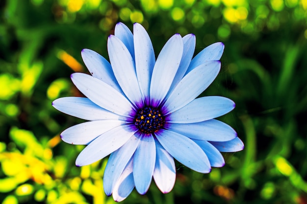 Free Photo | Selective focus shot of blue african daisy flower