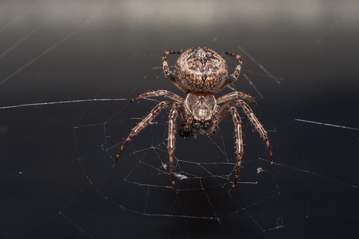 Free Photo | Selective focus shot of a brown spider on the spider web