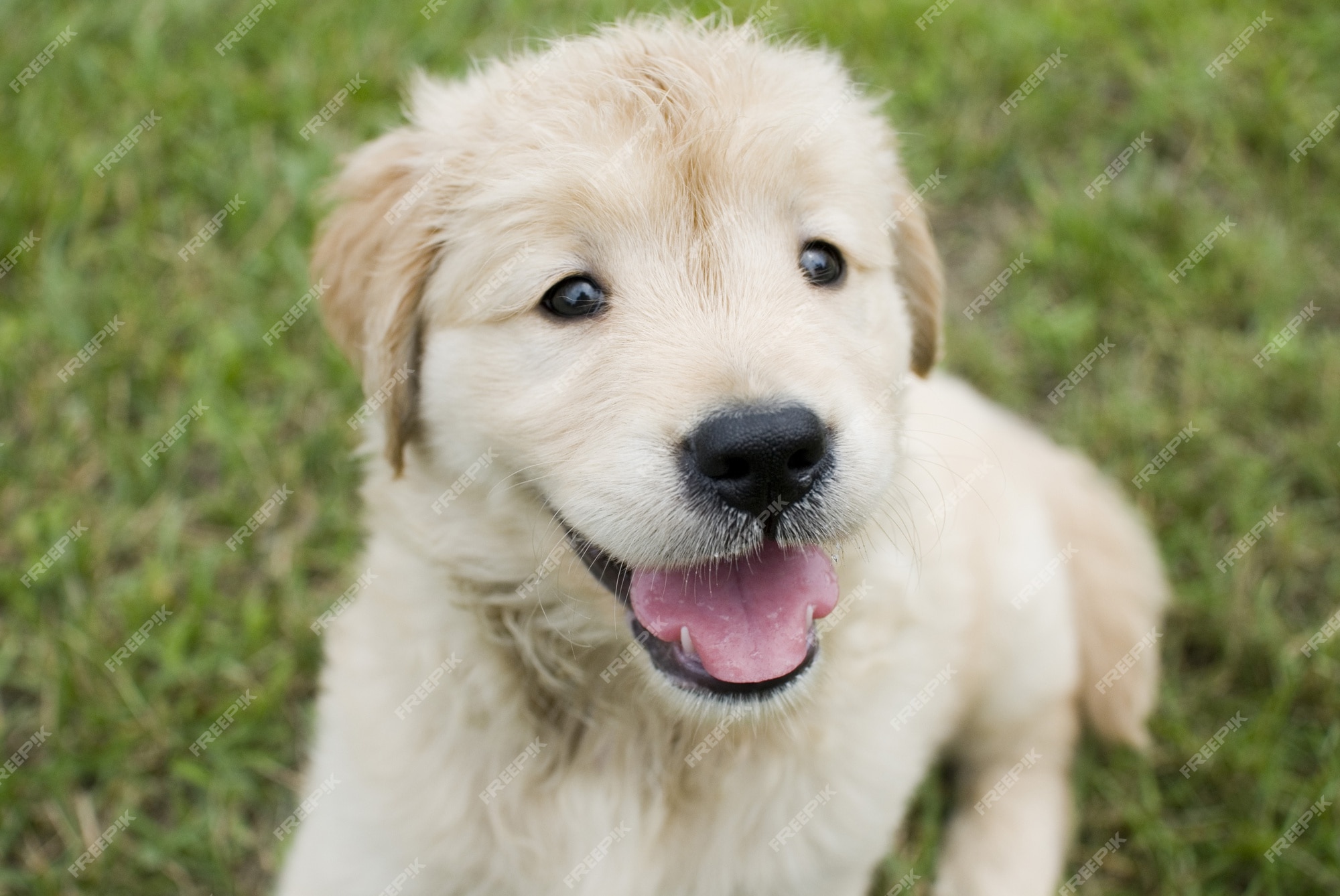 Free Photo | Selective focus shot of a cute golden retriever puppy ...