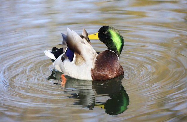 Premium Photo | Selective Focus Shot Of A Mallard Duck Floating On Water