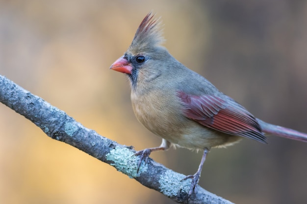 Northern Cardinal Images Free Vectors Stock Photos Psd