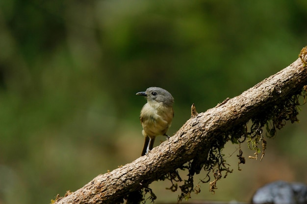 Free Photo | Selective focus shot of a northern dark newtonia perched ...