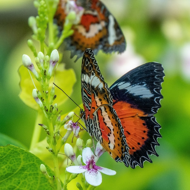 小さな花のついた枝に座って美しい蝶のセレクティブフォーカスショット 無料の写真