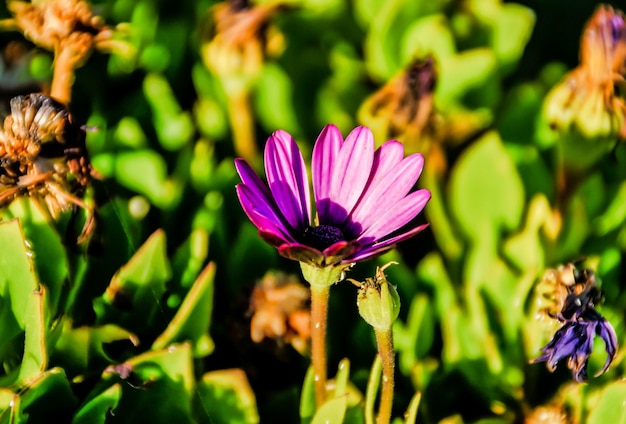 日光の下で植物に囲まれたエキゾチックな紫色の花の選択的なフォーカスショット 無料の写真