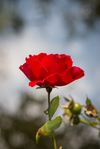흐린 배경에 아름다운 빨간 장미의 선택적 초점 샷 무료 사진 0291