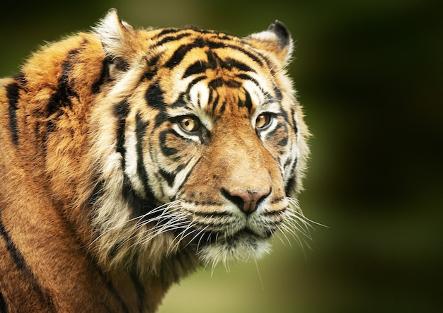 虎の顔 画像 無料のベクター ストックフォト Psd