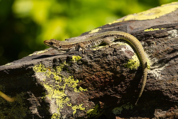 Premium Photo | Selective focus shot of pyrenean rock lizard