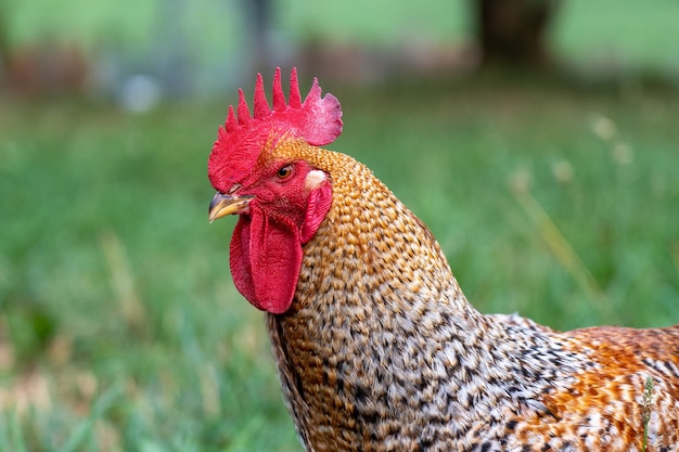 Free Photo | Selective Focus Shot Of A Rooster In The Pasture