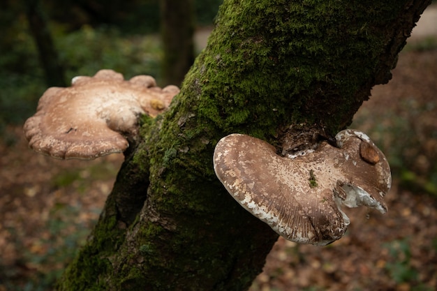 tweet Mars At håndtere Free Photo | Selective focus shot of two birch polypore common white  bracket mushrooms