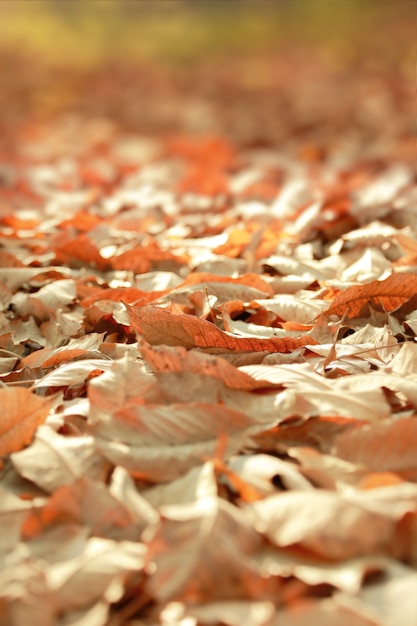Premium Photo | Selective focus and very shallow depth of field composition  of dry leaves on the ground,a beautiful autumn forest .