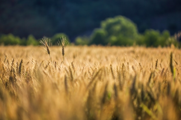 麦畑での黄金の小麦の選択ショット 無料の写真