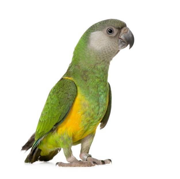 Premium Photo | Senegal parrot - poicephalus senegalus isolated