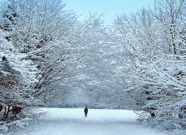 Premium Photo | Senior man walking in the park in winter in the ...