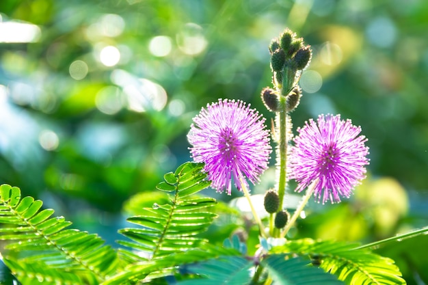 ミモザ ミモザピグラまたは眠っている草 オジギソウ 眠そうな植物と呼ばれ 丸いピンク 紫が完全に開花している小さな緑の葉で目立ちます プレミアム写真