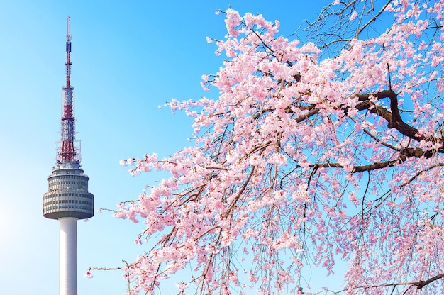 Free Photo | Seoul tower and pink cherry blossom, sakura season in ...