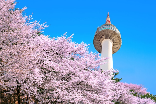 Free Photo | Seoul tower and pink cherry blossom, sakura season in