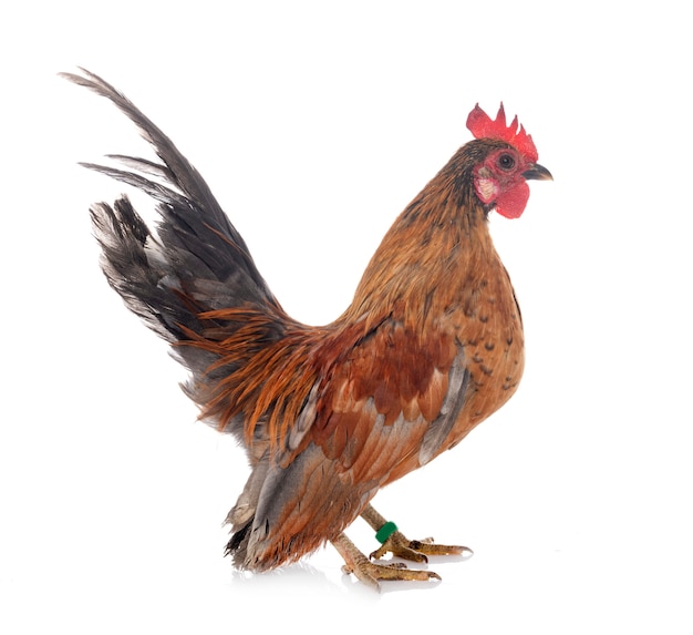 Premium Photo | Serama chicken on white background