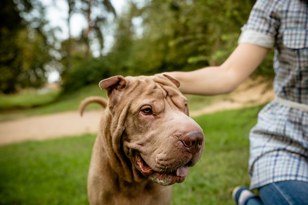 深刻な犬の顔の肖像画 インテリジェントな目をした純血種のシャーペイ犬 外犬を閉じます シャーペイはよそ見している プレミアム写真