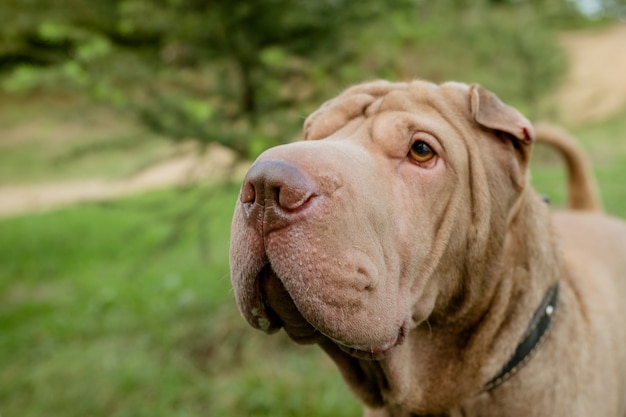 深刻な犬の顔の肖像画 純血種のシャーペイ犬 プレミアム写真